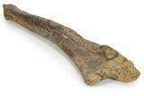 Hadrosaur (Edmontosaurus) Ulna w/ Metal Stand - Wyoming #229509-6
